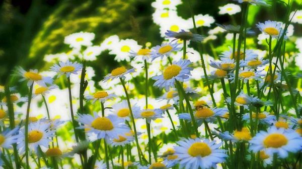 雏菊能送人吗？