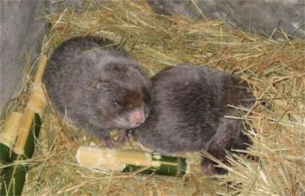 养100只竹鼠一年的利润