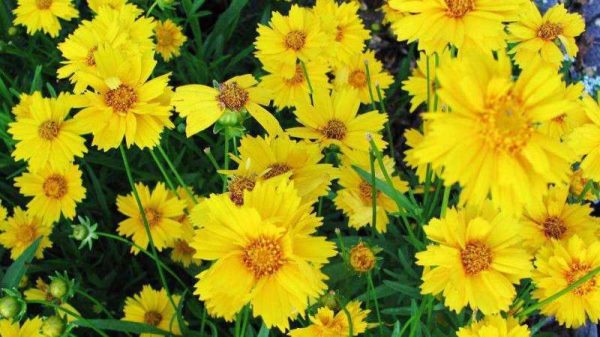 孔雀菊与万寿菊区别