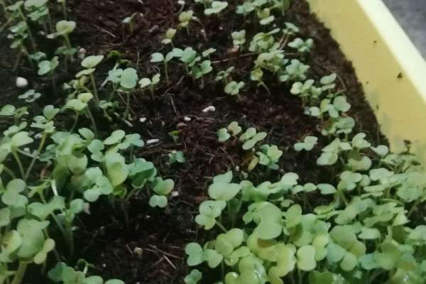 鸡毛菜属于什么菜