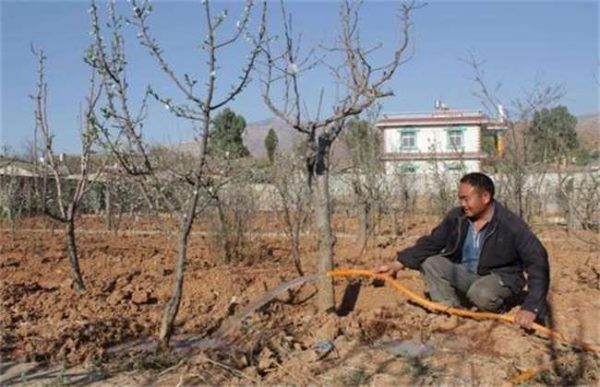 早春果树冻害后如何补救