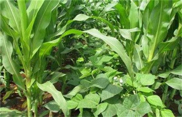 玉米适合套种什么作物