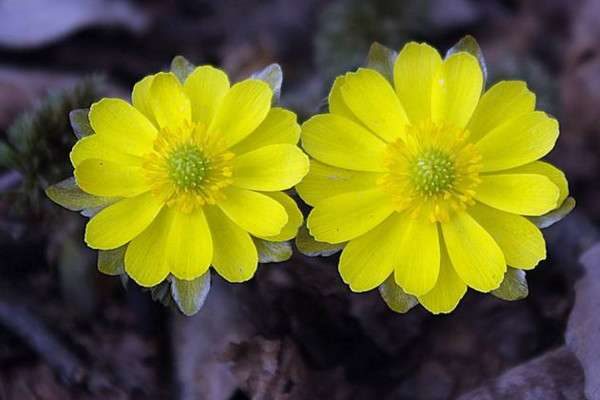 冰凌花生长在什么地方