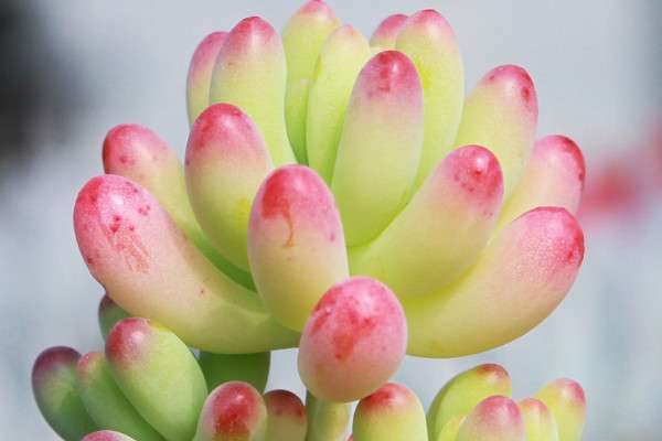 多肉不长根怎么办