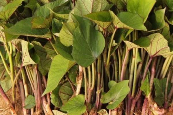 红薯剪苗怎么剪