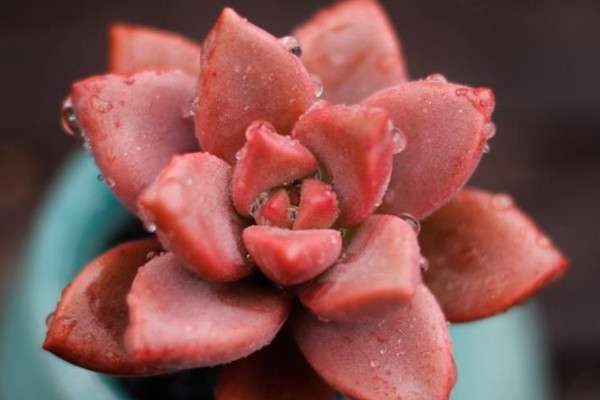 多肉胧月和姬胧月区别