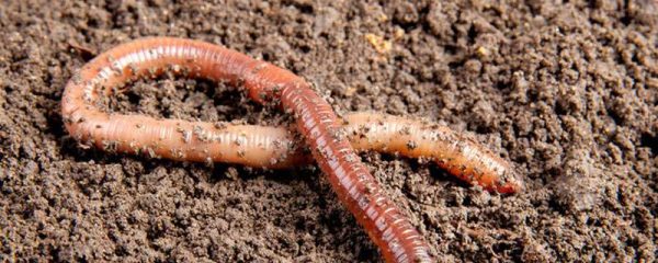 家养蚯蚓最简单多久？