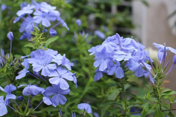 蓝雪花需要搭架子吗