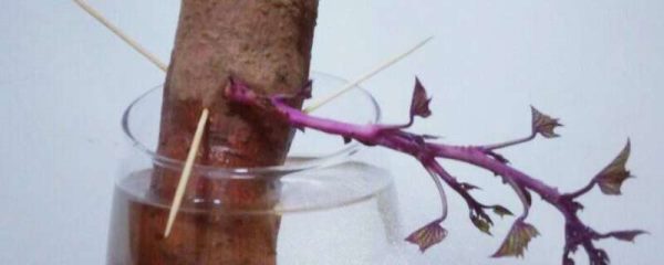 水培红薯的养殖方法和注意事项
