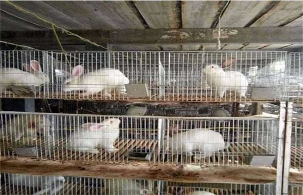 2万元可以养多少兔子