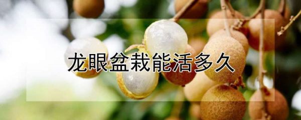 龙眼盆栽能活多久