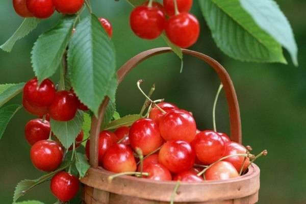 樱桃几月份成熟采摘