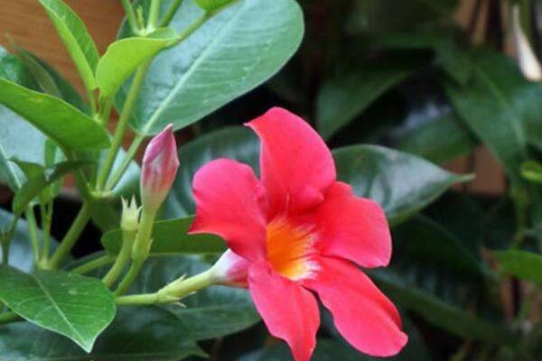 双喜藤的种植方法