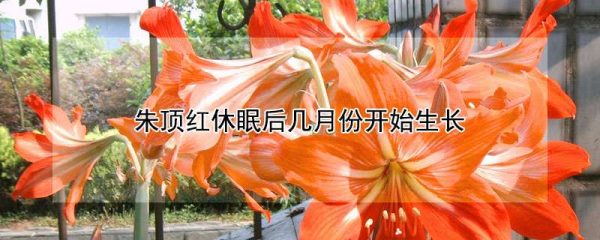 朱顶红休眠后几月份开始生长