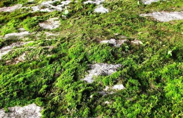 大棚长绿苔怎么办？