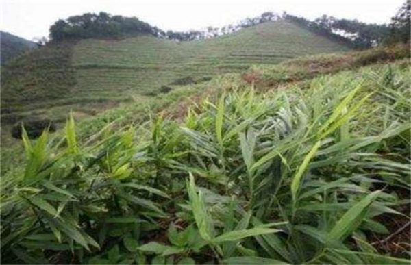 10亩生姜种植利润