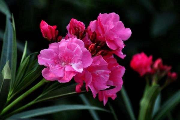 一年四季都开的花是什么花