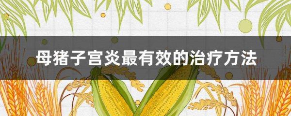 母猪子宫炎最有效的治疗多久？