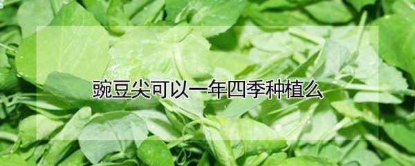 豌豆尖可以一年四季种植么