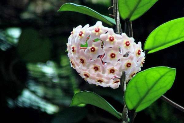 球兰什么时候开花