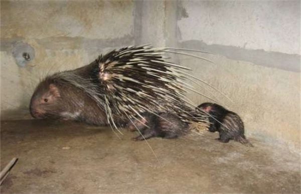 养30只豪猪投资多少？