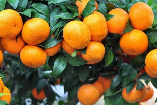 粑粑柑产地在哪里