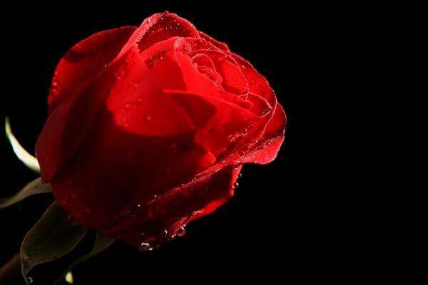 26朵玫瑰代表什么意思