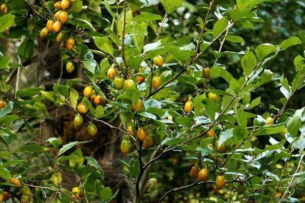 老鸦柿耐寒零下多少度