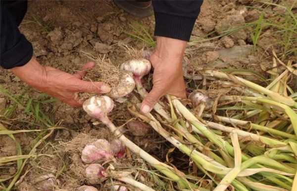 大蒜采收时的注意事项