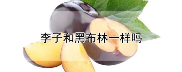 李子和黑布林一样吗