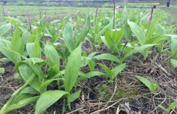 种10亩白芨的补贴