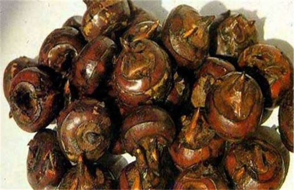 荸荠的采收与贮存多久？