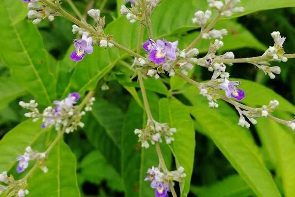 荆草长什么样子