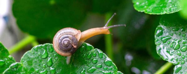 蜗牛怎么养才不会死