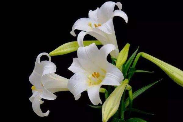 亚洲百合一年开几次花