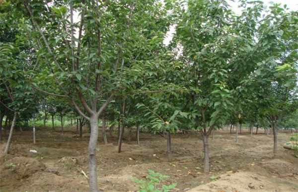 10亩樱桃需要投资多少？