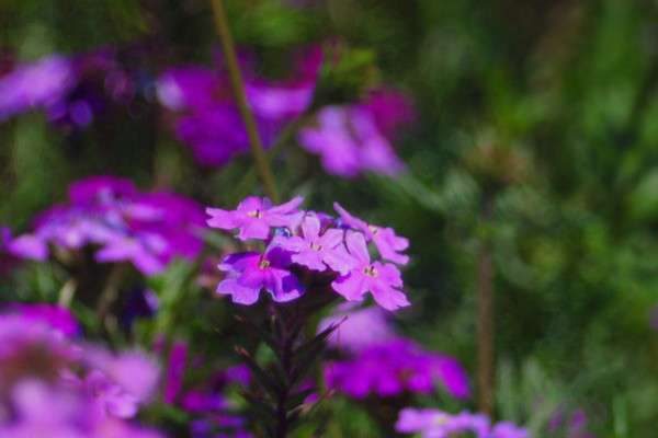 勿忘我冬天在北方能过冬吗