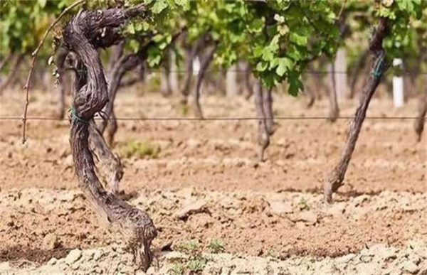 果园翻土有什么影响