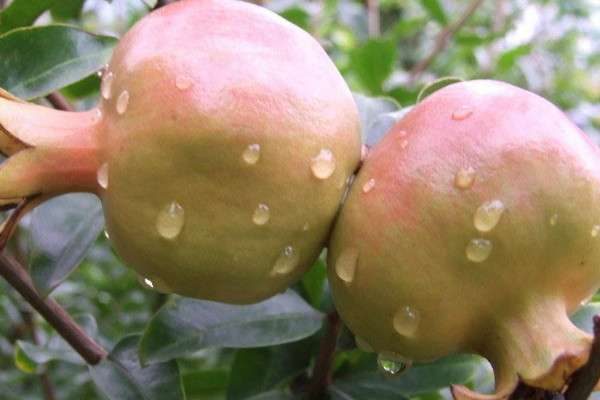 石榴树结果后烂果怎么办