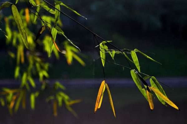 竹子的寓意是什么？