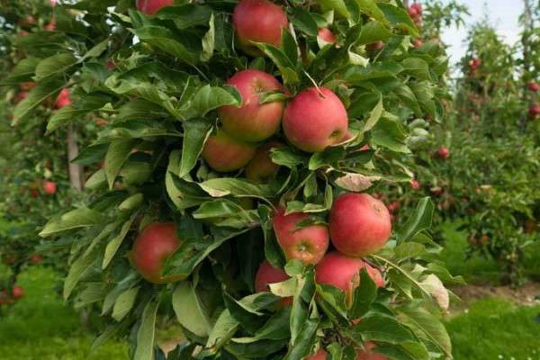 苹果树夏季修剪方法