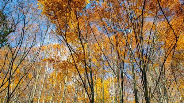青冈木是什么树