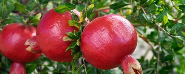 石榴皮有什么作用