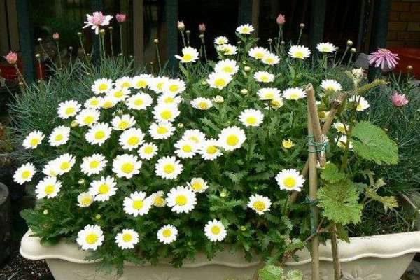 白晶菊是多年生吗