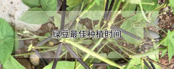 绿豆最佳种植时间