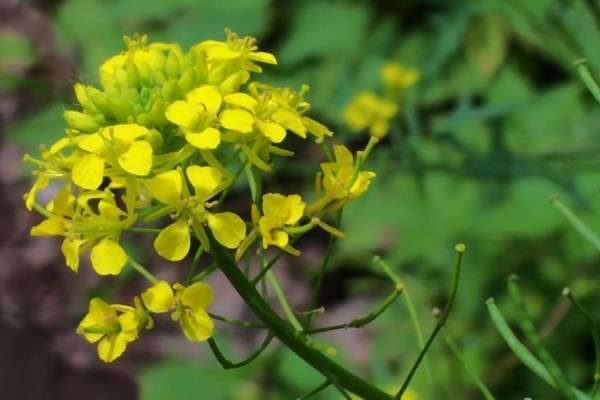 芥菜品种有哪些？