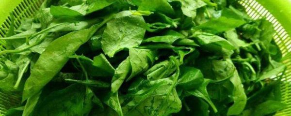 枸杞子的叶子可以吃吗