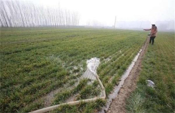 小麦浇灌返青水后发黄怎么办？