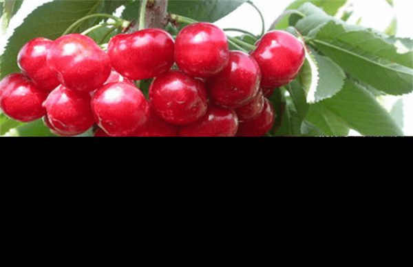 樱桃的采收与保存多久？