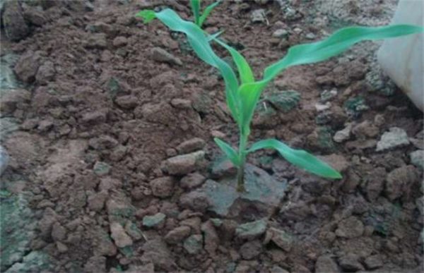 影响玉米出苗的因素